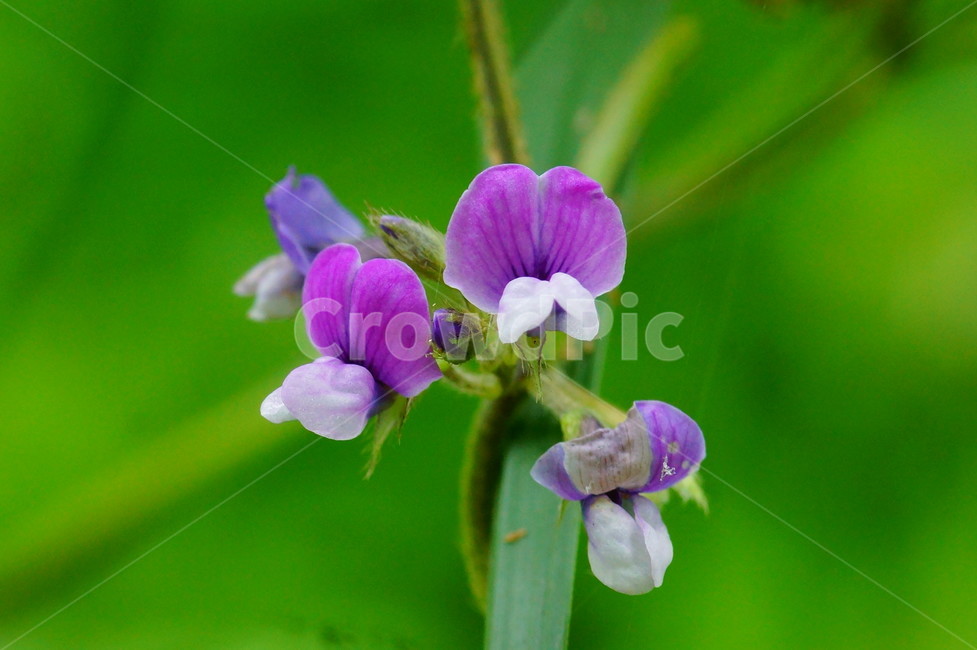 flower,꽃,plant,식물,blossom,식물,자연,plants,nature,꽃,flower