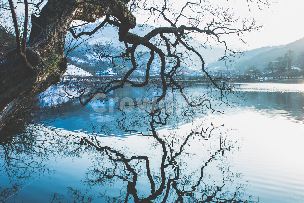 자연,풍경,겨울,나무,호수,스냅,감성,반영,반곡지,겨울,계절,winter,season,식물,자연,plants,nature,나무,trees,wood,감성,sensible,feeling