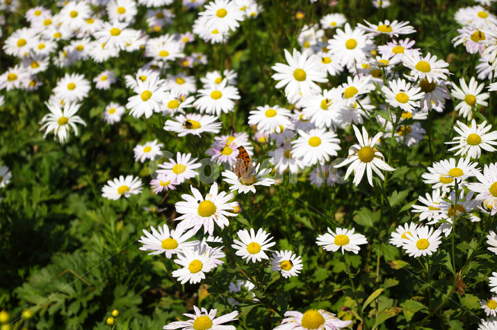 나무,숲,구절초,꽃,풍경,식물,flower,plant