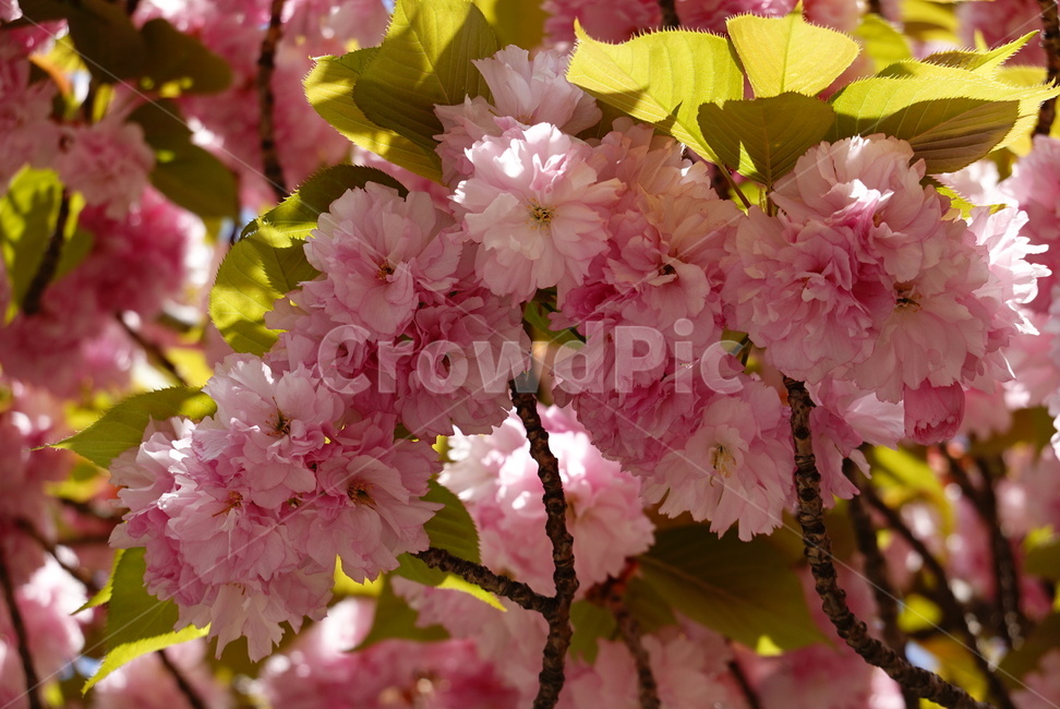 벚꽃,겹벚꽃,분홍,꽃,봄,자연,계절,빛,따뜻함,식물,flower,plants,nature,spring,season,pink,식물,자연,plants,nature,꽃,flower