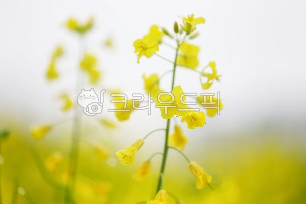 spring,spring flowers,water drop,petal,color,yellow flower,rape flower,rapeblossoms,flower