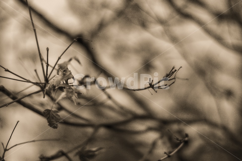 겨울,나무,고독,흑백,쓸쓸함,식물,자연,plants,nature,흑백,모노톤,monochrome,black and white