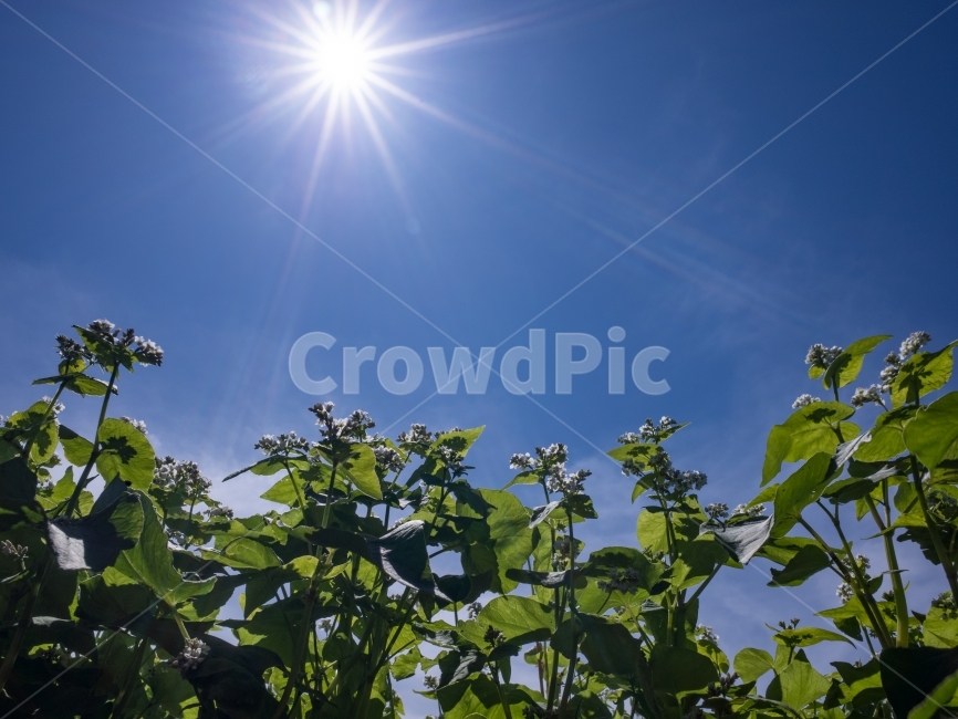 메밀꽃,꽃사진,풍경,제주도,하늘,식물,자연,plants,nature,꽃,flower