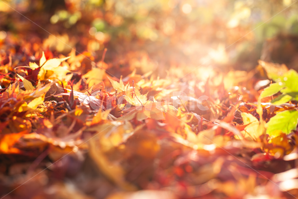가을,단풍,단풍나무,단풍잎,나무,나뭇잎,가을,계절,fall,autumn,season,감성,sensible,feeling,plant,식물,leaf,잎,tree