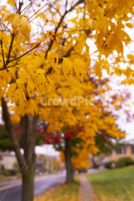 leaf,잎,plant,식물,tree,나무,maple,단풍,가을,계절,fall,autumn,season
