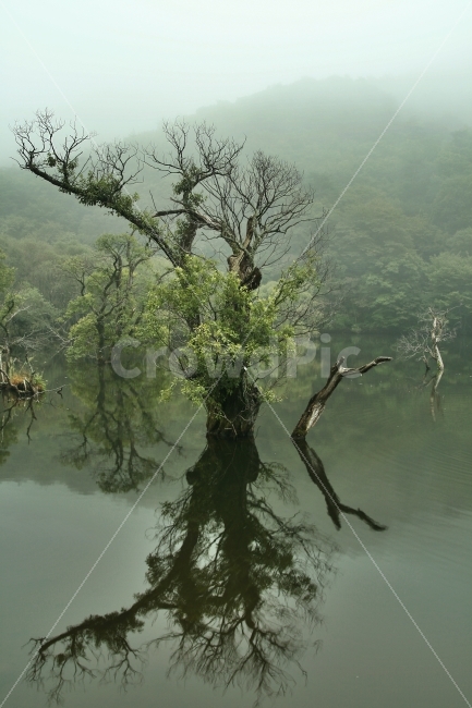 캐논,주산지,왕버들나무,청송,새벽,자연,풍경,nature,landscape,outdoors,옥외,land,땅,water,물