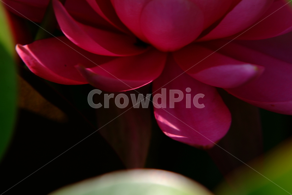 연꽃,연,꽃잎,lotus,수련,꽃,식물,자연,plants,nature,꽃,flower