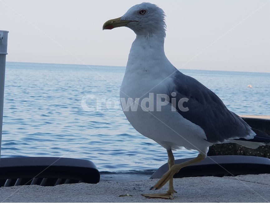 갈매기,새,조류,바다새,bird,seamew,seagull,동물,animal,조류,새,birds
