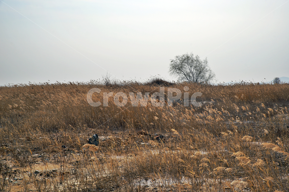 왕따나무,우음도,초원,갈대,시화호,화성시,간척지,바다,자연,풍경,nature,landscape