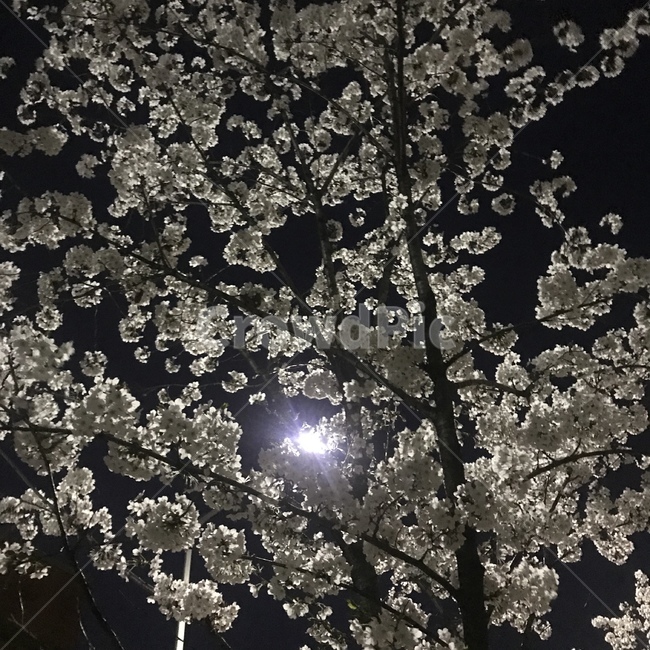 봄,벚꽃,저녁,산책,기록,봄,계절,spring,season,야경,밤,풍경,nightscape,night,landscape,flare,플레어,light,빛