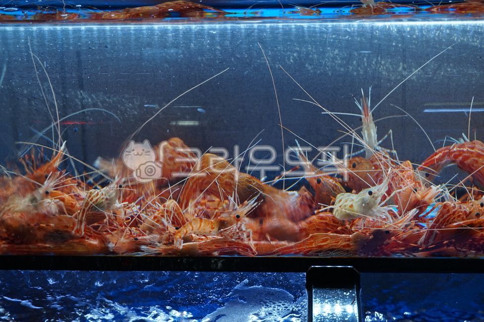 생새우,딱새우,꽃새우,해산물,빨간새우,수산물,cook,meal,신선하다,싱싱하다,살아있다,생생하다,수중,수족,수족관,fisheryproducts,청정,깨끗하다,깔끔하다,시원하다,식재료,먹방,횟집,단체,모여있다,모임,다수,주황색,shrimp,새우,animal,동물,food,seafood,해양생물,sealife,음식,해물