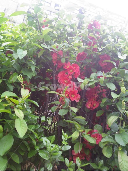 식물,blossom,꽃,flower,명자나무,명자나무꽃,호랑이꽃,붉은꽃,빨간꽃,식물,자연,plants,nature,꽃,flower