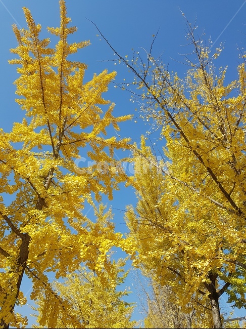 나무,하늘,가을,단풍나무,단풍,가을,계절,fall,autumn,season
