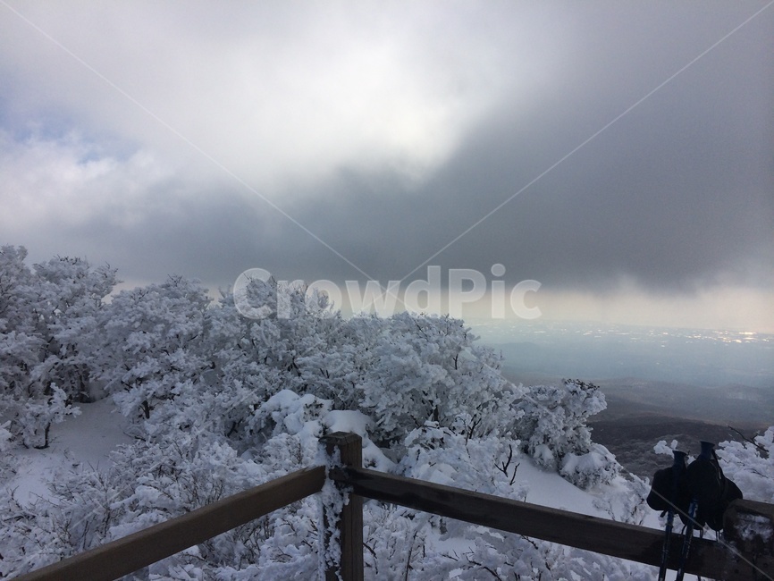 나무,눈꽃,구름,안개,한라산,겨울,계절,winter,season,자연,풍경,nature,landscape,outdoors,옥외,snow,눈