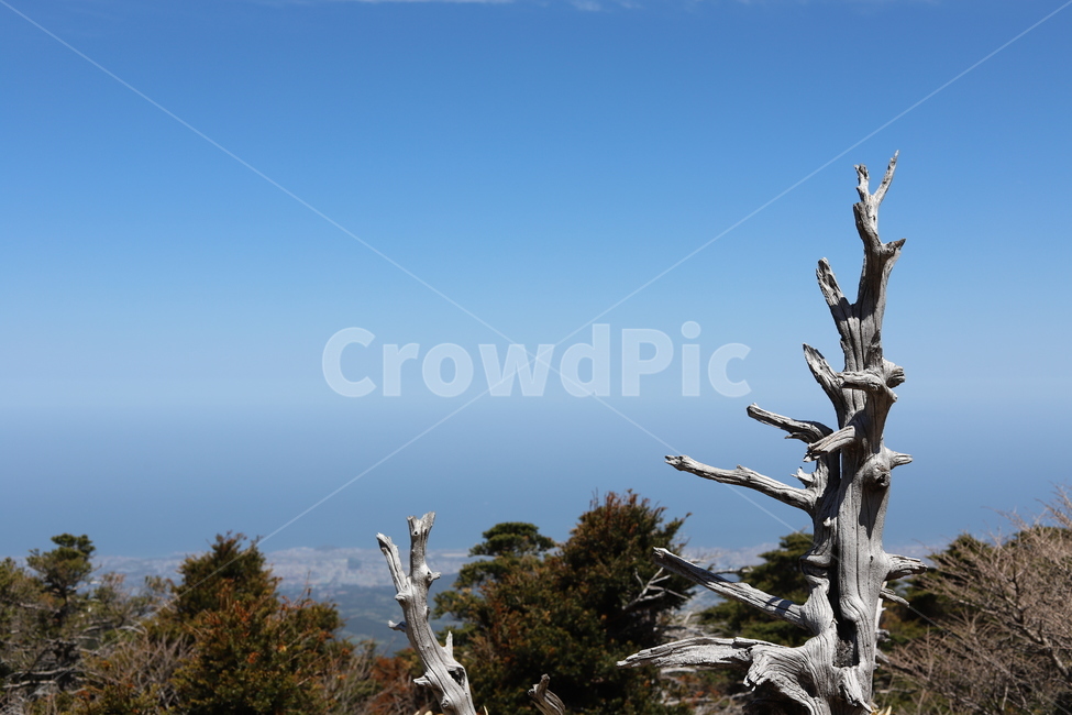 고목,나무,tree,제주도고목,한라산고목,한라산,제주도,halla,jeju,plant,식물,자연,풍경,nature,landscape,cross,가로 질러 가다,symbol,상징