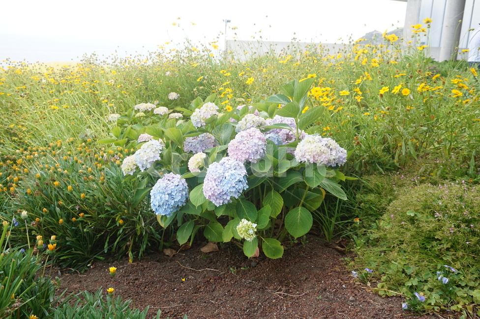 꽃,수국,여름꽃,flower,hydrangea,식물