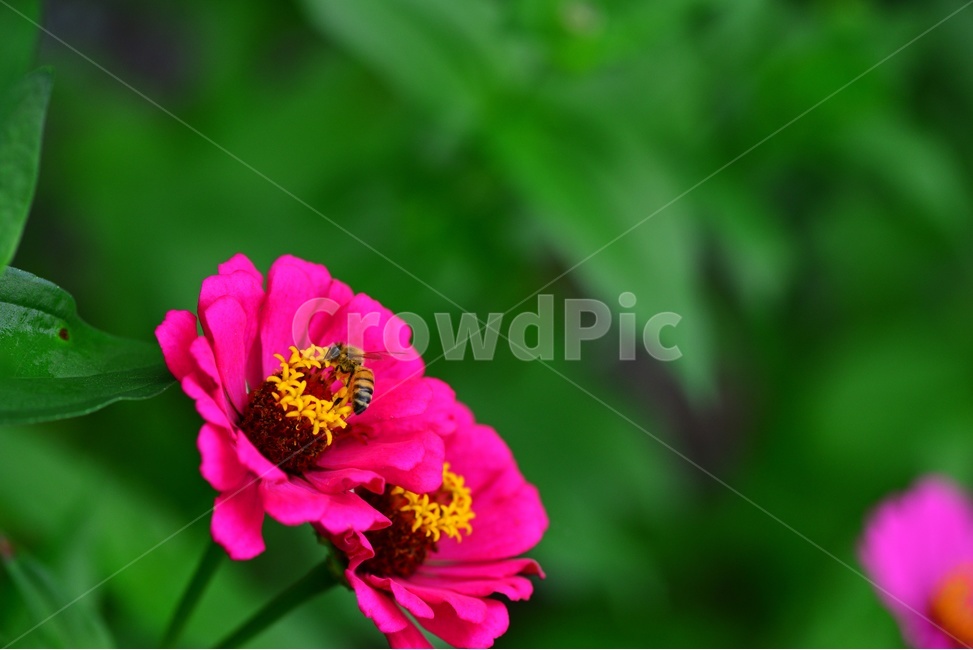 plant,식물,자연,꽃,백일홍,백일홍꽃