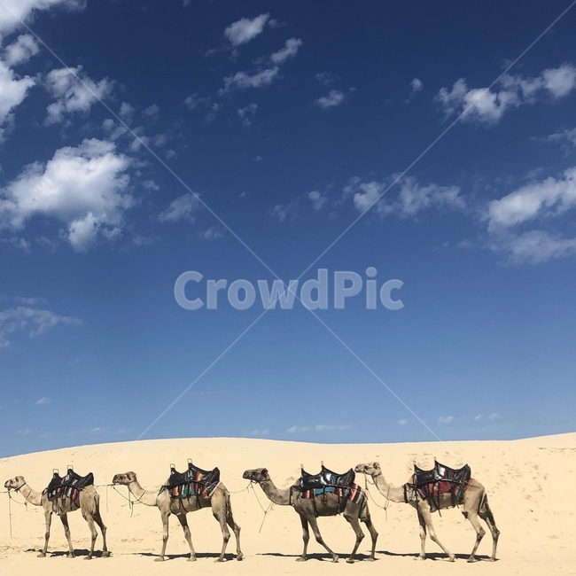 낙타,사막,호주,자연,풍경,여름,모래사막,동물,animal,포유류,mammal