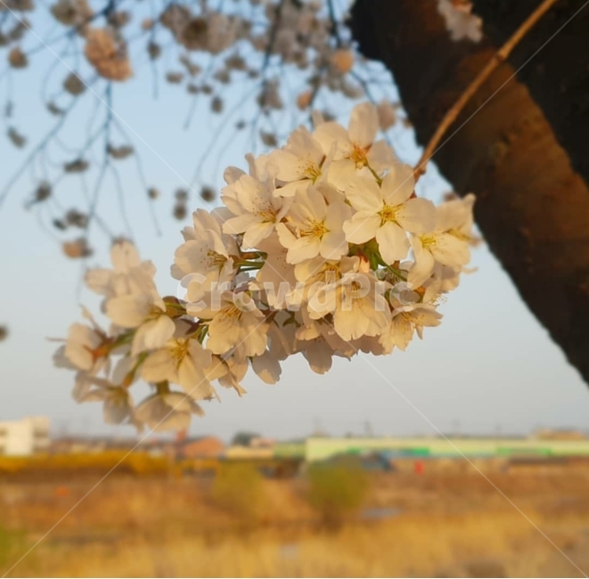 벚꽃,벚꽃나무,봄,flower,plant,식물,봄,계절,spring,season