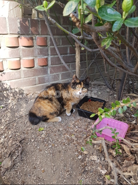 고양이,아파트,길고양이,밥,사료,동물,animal,포유류,mammal,고양이,cat,kitten,kitty