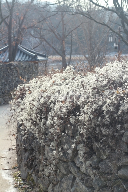 담장,담벼락,돌담,꽃,식물,골목길,시골,마을,풍경,landscape,country,rural,town,한국전통,한국문화,korean traditional,korean culture,꽃,flower