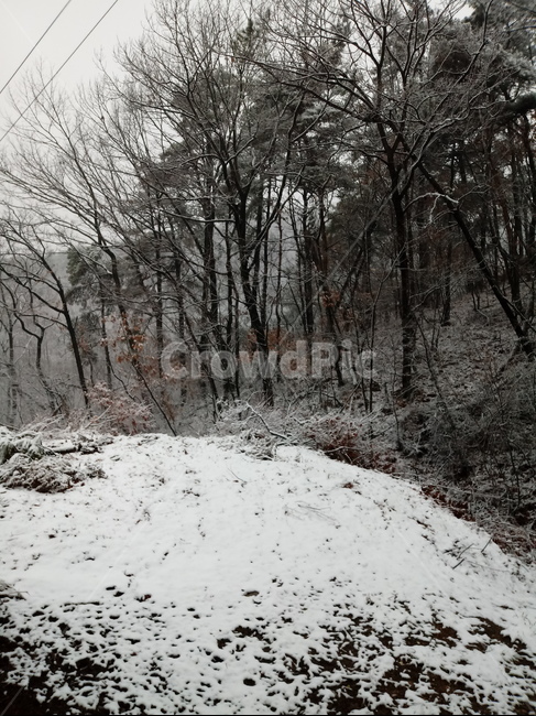 설경,하얀눈,겨울,나무,식물,눈,숲,nature,plant,tree,겨울,계절,winter,season