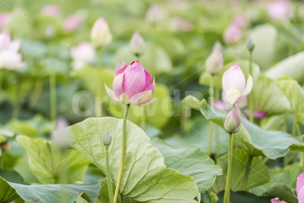 연꽃,연잎,분홍,봉오리,꽃봉오리,핑크,pink,green,flower,ponds,leaf,연못,정원,가든,자연,식물,garden,field,nature,plant,꽃,배경,배경이미지,배경화면,바탕화면,background,식물,자연,plants,nature,꽃,flower