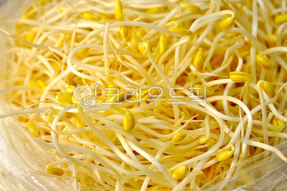 콩나물,채소,야채,콩,식재료,요리재료,음식,food,새싹,vegetable,beansprout