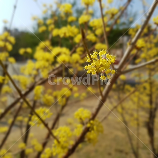 plant,식물,flower,blossom,꽃,apiaceae,산수유,산수유꽃,봄꽃,봄,노란색,노랑,노란꽃,노랑꽃