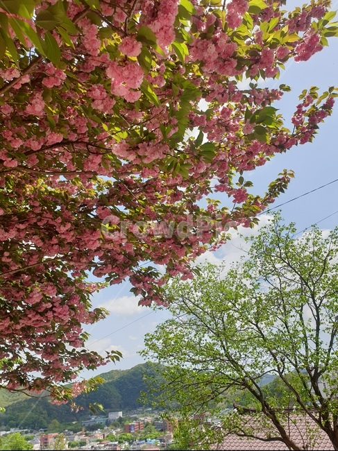 꽃,겹벚꽃,왕벚꽃,완산공원,꽃동산