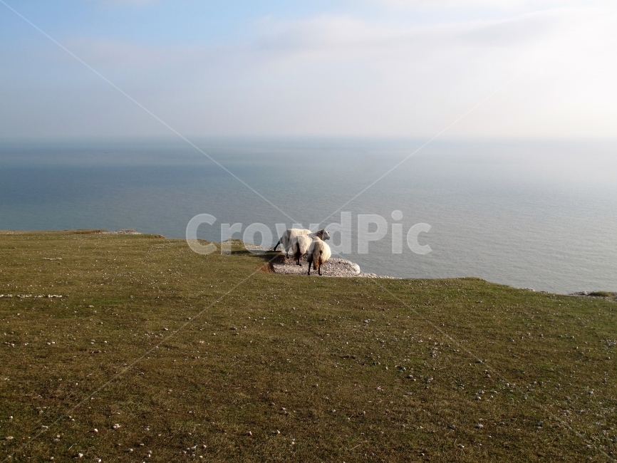 바다,양,들판,낭떨어지,Ocean,Field,Sheep,Background,Horizon,수평선,배경사진,자연,자연,풍경,nature,landscape,동물,animal,포유류,mammal,land,땅,outdoors,옥외,water,물,sea,ocean,대양,shoreline,해안선