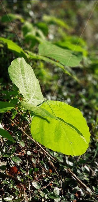 가을,자연,식물,초록색,풍경,감성,서정,nature,season,autumn,fall,green,d잎,식물,자연,plants,nature