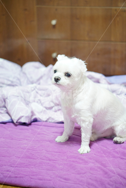 강아지,댕댕이,애완동물,애완견,개,pet,dog,animal,말티즈,마르티즈,말티스,마르티스,nature,동물보호,반려견,반려동물,동물,animal,포유류,mammal,개,강아지,dog,doggy