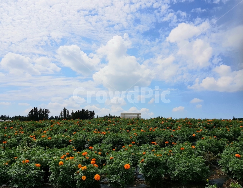 언덕,하늘,꽃밭,벤치,초원,자연,풍경,nature,landscape,outdoors,옥외,field,들,grassland,목초지