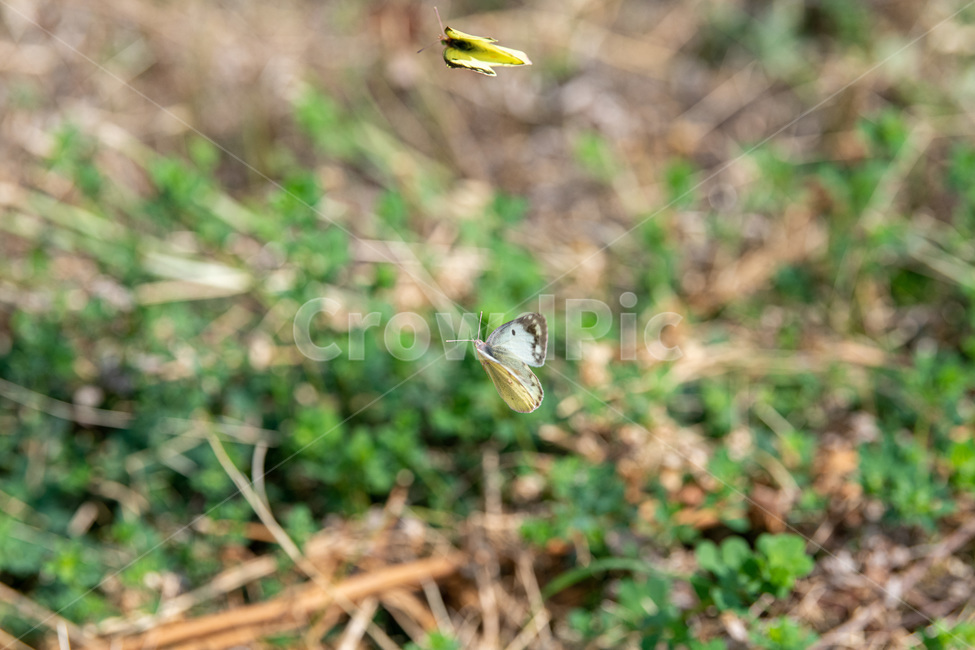 나비,움직임,노랑나비,흰나비,봄,여름,곤충,벌레,insect,bug