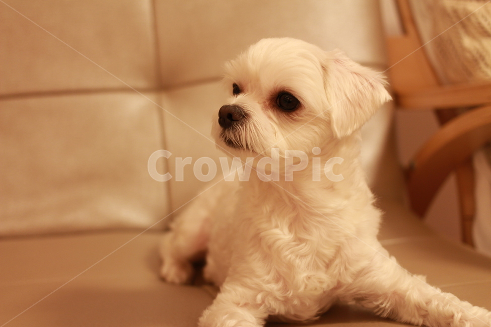 동물,애완견,반려견,말티즈,강아지,동물,animal,포유류,mammal,개,강아지,dog,doggy