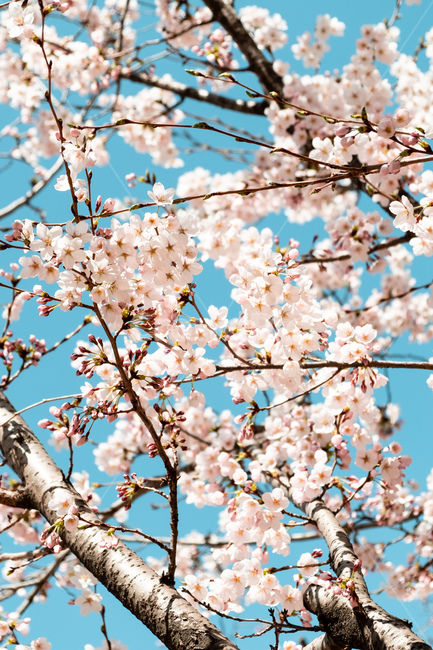 봄,벚꽃,벚꽃나무,꽃,flower,cherryblossom,spring,자연,감성사진,봄,계절,spring,season,plant,식물,blossom