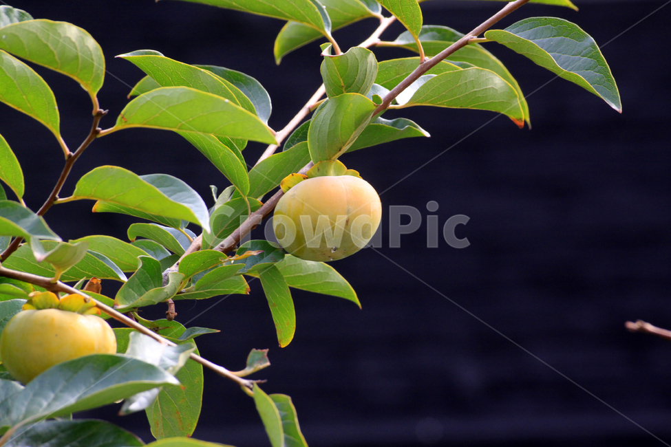 감나무,감,과일,식물,열매,plant,food,음식,fruit,잎,잎사귀,과일,열매,fruit