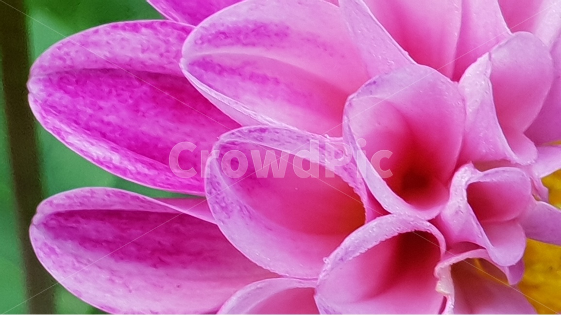 beautifulflowers,dalaria,nature,plant,아름다운꽃,다알리아,식물,자연,backgroundimage,배경이미지,노랑색,핑크색,화려한,주홍색,그린,green,배경,배경화면,색감,바탕,텍스쳐,질감,패턴,이미지,식물,자연,plants,nature,꽃,flower