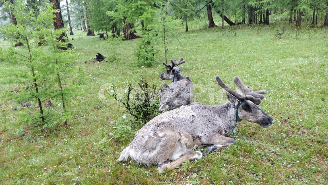 숲,동물,순록,forest,deer,animal,reindeer,nature,자연