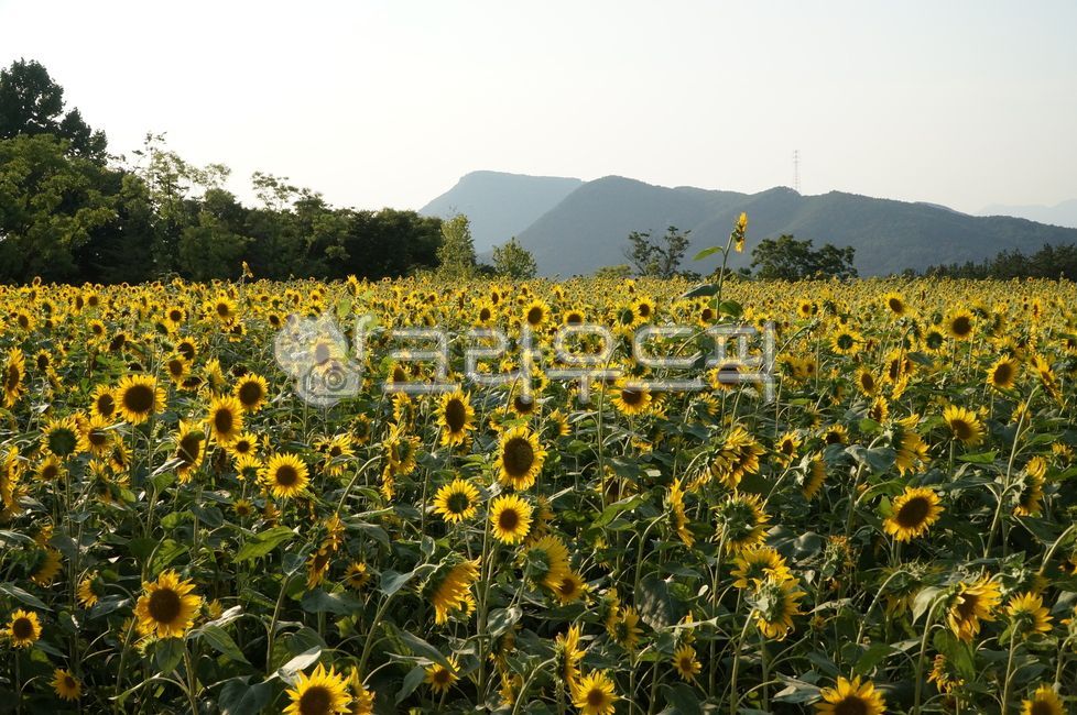 해바라기,노란꽃,sunflower,해바라기꽃밭,꽃