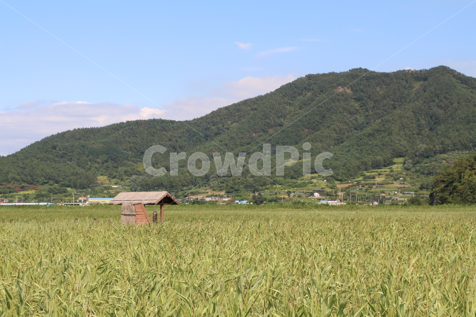 Suncheon,mountain,Suncheon Bay Wetland,Reed,nature,Suncheon Bay,sight,Jeollanamdo