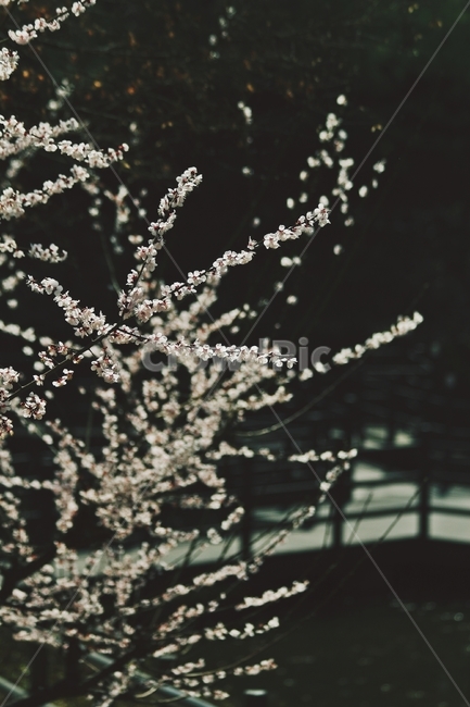 꽃,식물,flower,blossom,plant