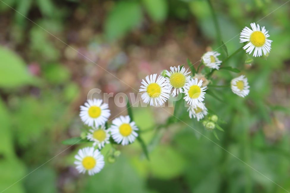 데이지,꽃,자연,식물,daisy,flower,nature