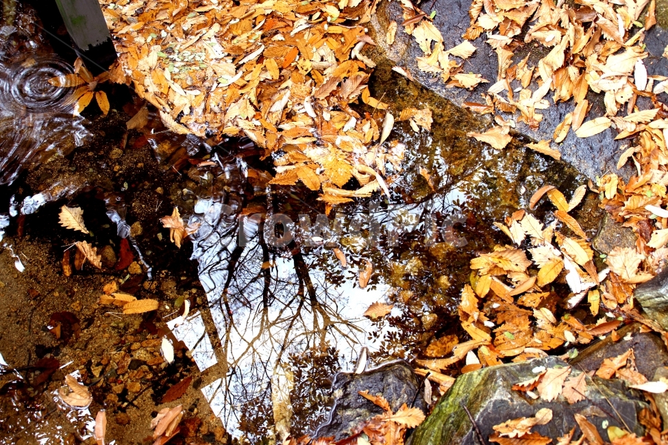 가을,낙옆,단풍,관악산,물,판매,노출,맑은하늘,가을,계절,fall,autumn,season,자연,풍경,nature,landscape,plant,식물,leaf,잎