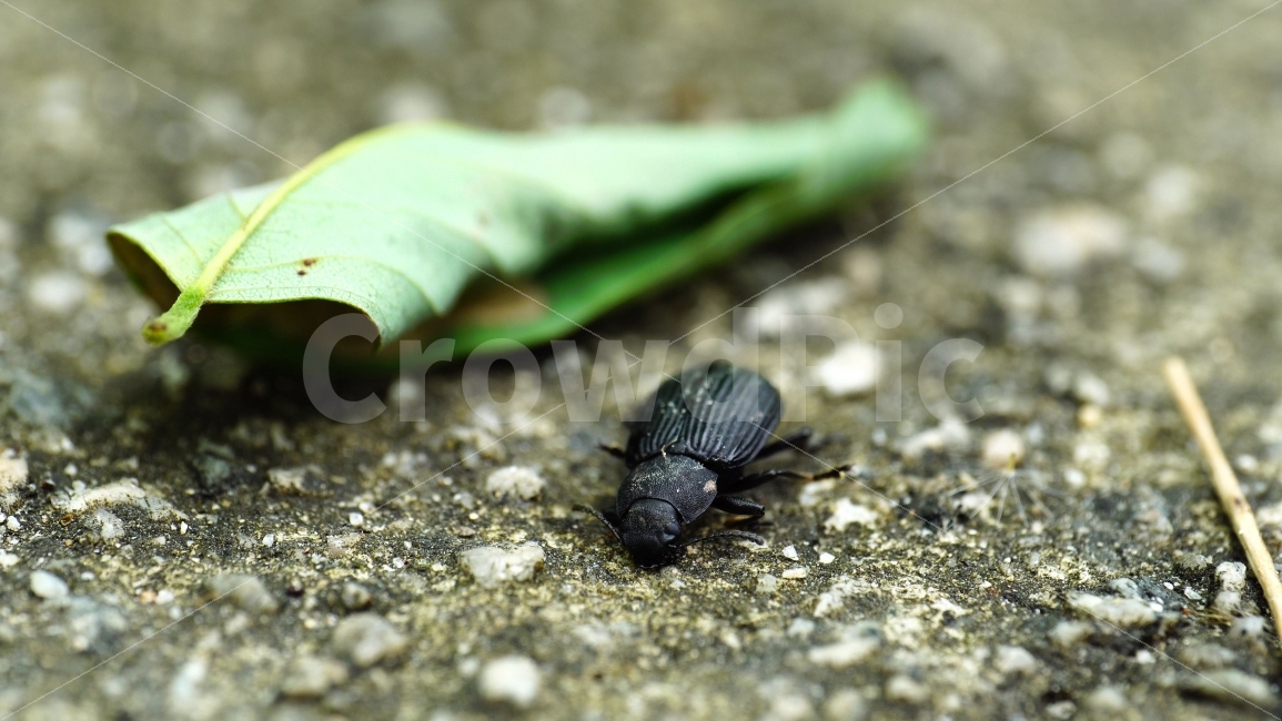 강변거저리,곤충,벌레,나뭇잎,여름,접사,자연,식물,딱정벌레,nature,insect,summer,macro,동물,animal,야생,한국자연,한국의자연,한국풍경,landscape,snap,snapshot,스냅,스냅사진,스넵,스넵사진,동물,animal,곤충,벌레,insect,bug