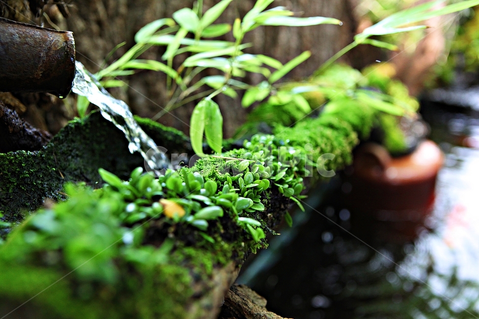 이끼,생태,식물,새순,자연,식물,자연,plants,nature