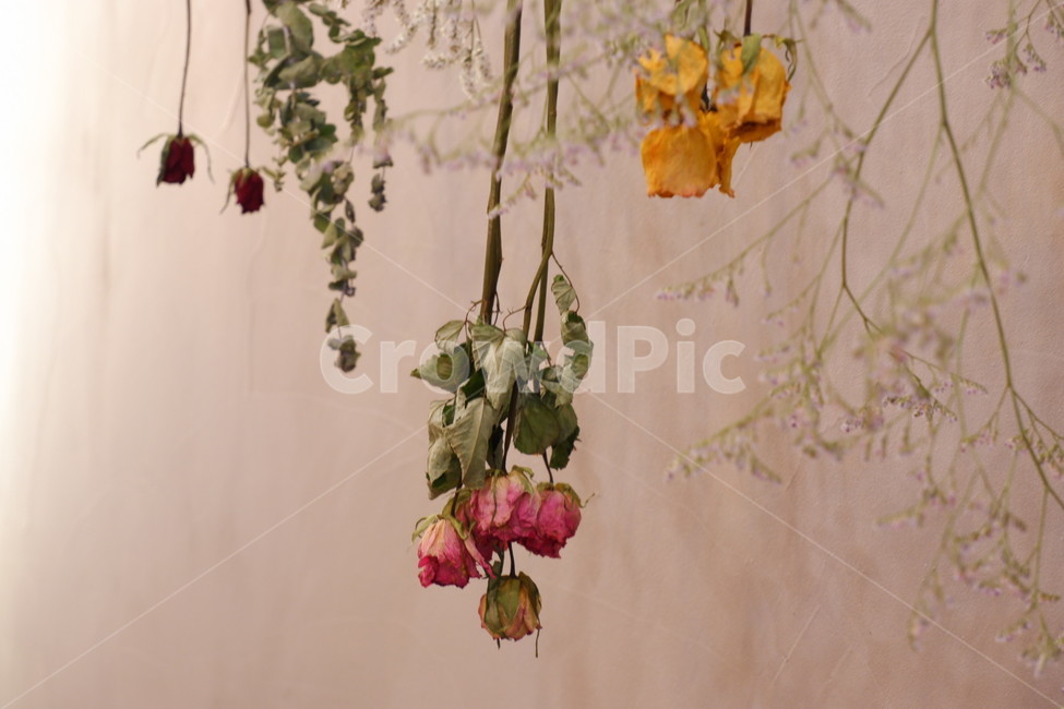 드라이플라워,감성사진,dryflower,plant,식물,leaf,잎,가을느낌,말린잎,장미,말린장미,아날로그,flower,식물,자연,plants,nature,꽃,flower