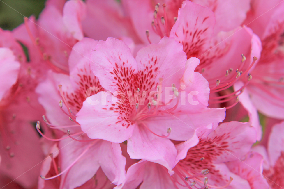 진달래,꽃,진달래축제,분홍,핑크,색깔,색감,자연,식물,봄,계절,azalea,flower,pink,color,nature,plants