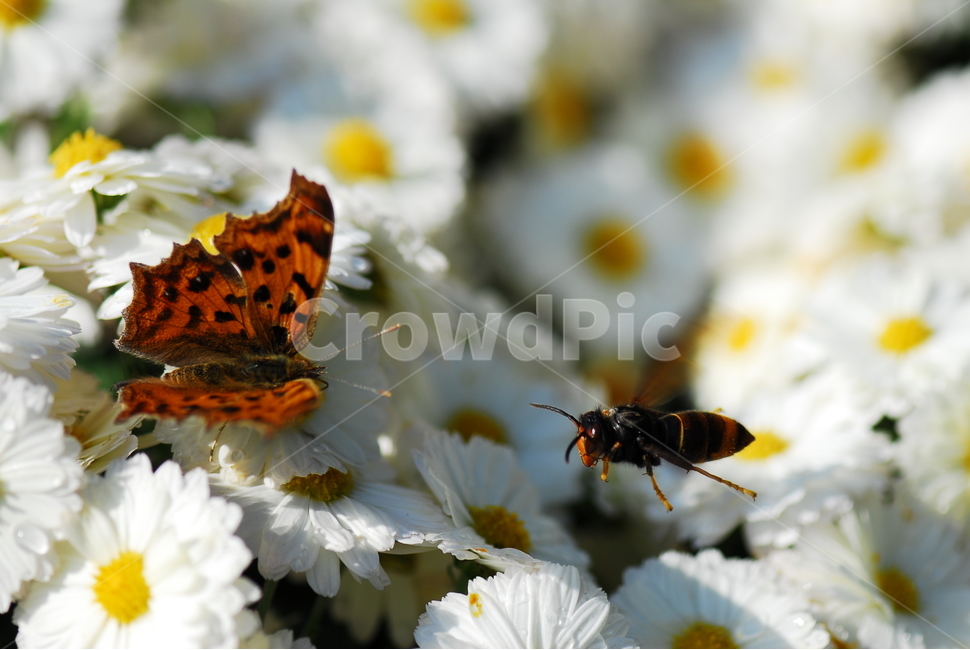 가을,국화,꽃,나비,벌,식물,자연,plants,nature,꽃,flower,동물,animal,곤충,벌레,insect,bug